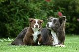BORDER COLLIE 1230